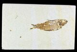 Fossil Fish Plate (Knightia) - Wyoming #108282-1
